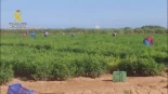 Siete detenidos por explotar laboralmente a 45 trabajadores en fincas agrícolas en La Rioja Baja