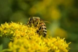 Declaran en peligro de extinción a las abejas silvestres en Europa: su nombre aparece por primera vez en la Lista Roja, el mayor inventario global de especies amenazadas