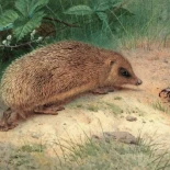 Archibald Thorburn: Maestro del arte de la vida silvestre británica (ENG)