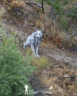 Un joven fotógrafo capta el primer lince ibérico leucístico registrado en la Península