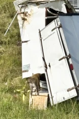 Al menos un mono de laboratorio escapa tras el accidente de un camión en Misisipi (EE.UU.)