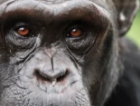 Compartimos el planeta con “otro ser racional”: los chimpancés cambian de creencia ante nuevas pruebas