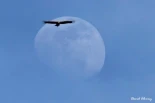 Naturaleza Cantábrica: Cuando las aves migraban a la Luna