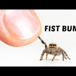 Cómo me gané la confianza de una araña de 2 centímetros de tamaño [ENG]