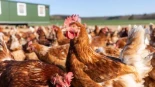 El aumento del riesgo de gripe aviar en España obliga a prohibir la cría de aves de corral al aire libre a partir del lunes