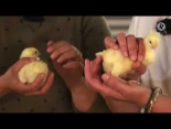¿Cómo diferenciar un pollito de una pollita?