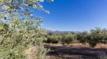 El aviso del mayor productor de aceite: "Sin un plan hidrológico, los olivares en España serán desiertos"