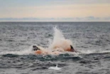 Imágenes del nacimiento de una orca, y al resto de su manada formando un círculo protector