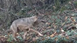 El alcalde de Oviedo le exige al Principado que actúe para evitar los ataques del lobo a las puertas de la ciudad: "Hay que tomar medidas"