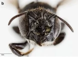 La abeja Lucifer y otros insectos que parecen el demonio