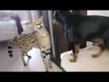 Un serval y un perro arreglan sus problemas