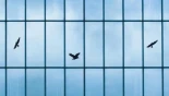 La masacre de la que no se habla: cada año mueren entre 15 y 30 millones de aves en Italia y entre 365 y 988 millones en EEUU por los cristales transparentes de los rascacielos [ITA]