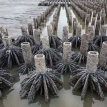 Una solución inspirada en la naturaleza suaviza los impactos de las estructuras costeras duras