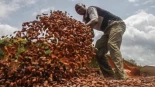 El cambio climático encarece el cacao y amenaza el futuro del chocolate