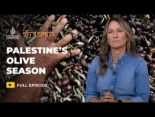 Por qué la cosecha de aceitunas en Palestina es más que una cosecha en el campo (eng)