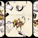 Identifican una estructura molecular clave para diseñar plantas que generen su propio fertilizante a partir de nitrógeno atmosférico