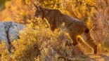 Zaragoza será la primera ciudad de España en la que se introduzca el lince ibérico