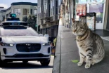 Un Waymo atropelló a un gato en San Francisco. Sin querer, evidenció la barrera invisible del coche autónomo