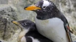Muere en el Loro Parque el pingüino papúa más longevo de Europa, de casi 40 años
