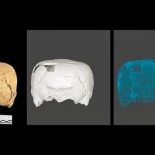 Hallazgo inédito en Tamaulipas revela técnica prehispánica de deformación craneal que creaba cabezas cuadradas