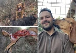 La Junta pagará 7.000 euros a un cazador después de que un lobo matara a su perro de caza