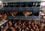 El precio de los huevos mira a las jaulas para gallinas