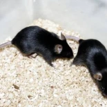 Los virus de la gripe aviar resisten la fiebre, la principal defensa frente las infecciones