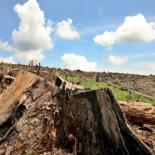 El Parlamento Europeo apoya retrasar un año la ley europea contra la deforestación