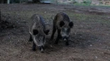 Declarados cuatro nuevos casos de peste porcina africana en jabalís en Catalunya