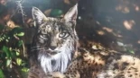 La recuperación del lince ibérico, motivo de orgullo nacional