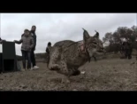 Momento en que un lince ibérico es soltado a la vida libre