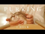 1 hora | ASMR: Masaje terapéutico gatuno y ronroneos para concentrarse, relajarse y dormir profundamente