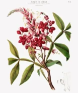 Qué son las ingeniosas cajas de Ward y cómo transformaron la economía mundial