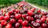 Exportaciones de cerezas chilenas a China crecen 132% este año