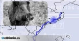 Agricultura alertó hace año y medio del riesgo de peste porcina en Catalunya por el exceso de jabalíes en la autopista AP-7