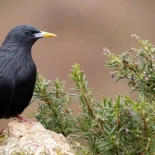El curioso comportamiento de algunas aves que usan plantas frescas y aromáticas en sus nidos