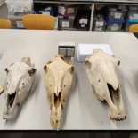 Identifican la mula más antigua de Europa occidental