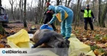 Sin lobos, comida humana fácil y huida rural: las causas del 'boom' de jabalíes detrás de la peste porcina