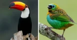 Las bellas fotos de aves brasileñas de Vinícius Kohn [ITA]