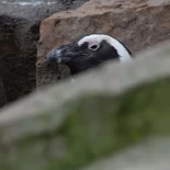 Poblaciones enteras de pingüinos africanos han disminuido un 95% en solo ocho años