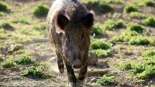 Conselleria descarta casos de peste porcina en la Comunitat Valenciana pese a las sospechas en los primeros análisis