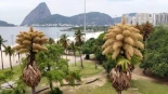 La  palmeras de Ceylan en un parque de Río de Janeiro están floreciendo por primera y única vez en su vida[ENG]