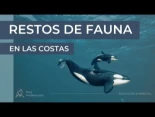 Restos de fauna en las costas
