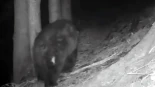 Neré, el oso más longevo del Pirineo, sigue vivo