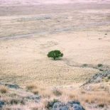 Las plantas de raíces profundas, claves para prevenir la desertificación
