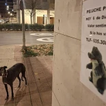 Perdido Coqui, un cocodrilo de peluche, en Logroño