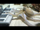 He enseñado a un pulpo a tocar el piano [ENG]