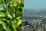 La "fiebre del oro verde" se está comiendo la costa de Málaga y Granada: pozos, sequía y la cara oculta del aguacate
