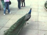 Un pavo real maúlla