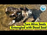 Salvamento: dos crías de foca vivas enganchadas con una muerta | Ocean Conservation Namibia